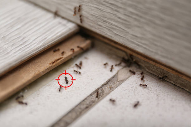 Best Bird Control  in Pickerington, OH