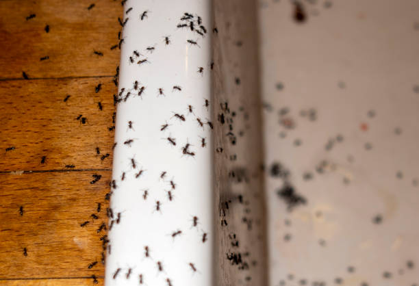 Best Rat Extermination Near Me  in Pickerington, OH